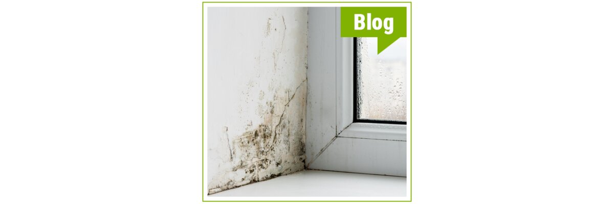 Removing mould correctly: Long-term and without chemicals - Removing mould correctly: Long-term and without chemicals