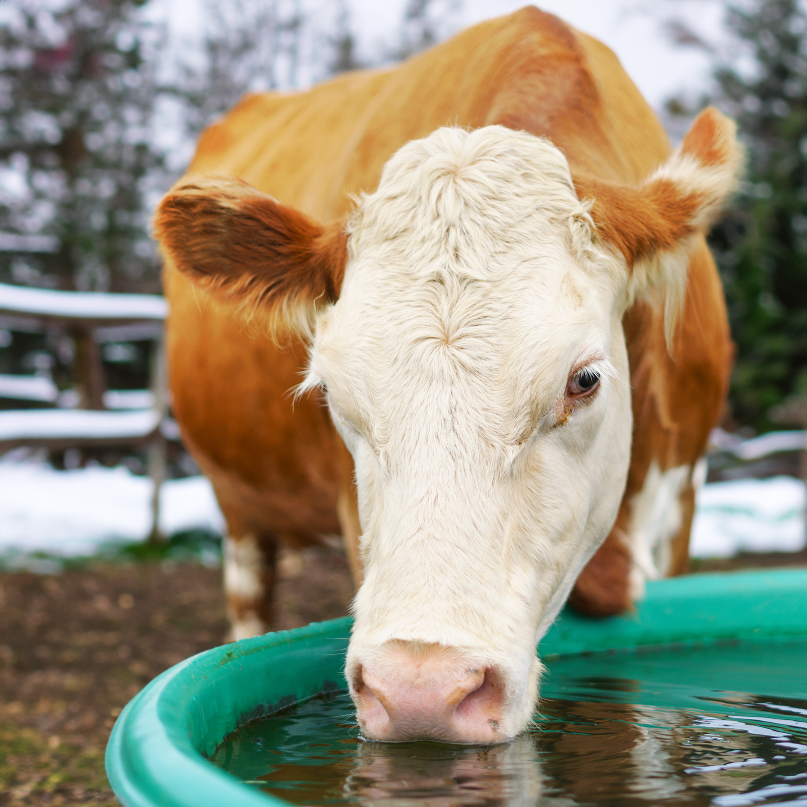 Auch Tiere und Pflanzen sind bei Frost gefährdet