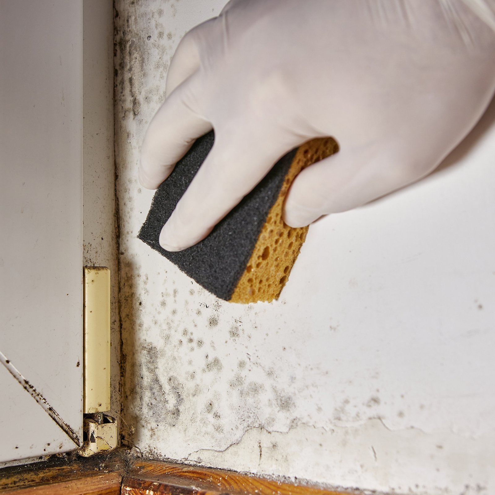 Quick action is required in the event of mould infestation
